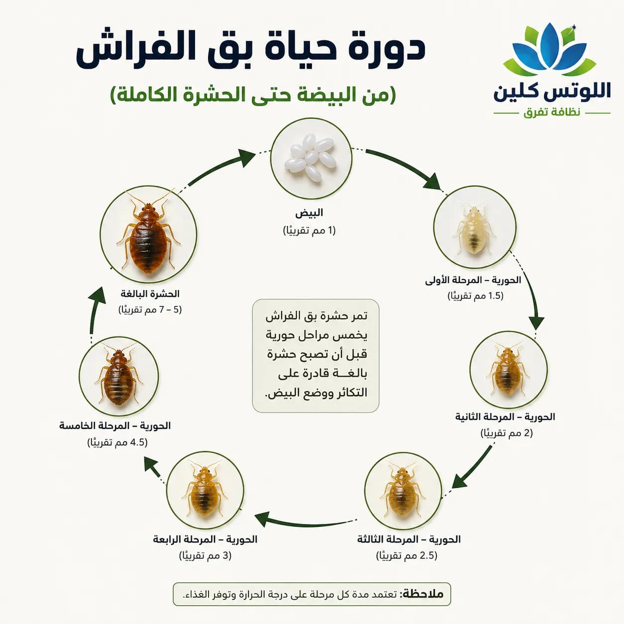 مراحل دورة حياة بق الفراش من البيضة حتى الحشرة البالغة